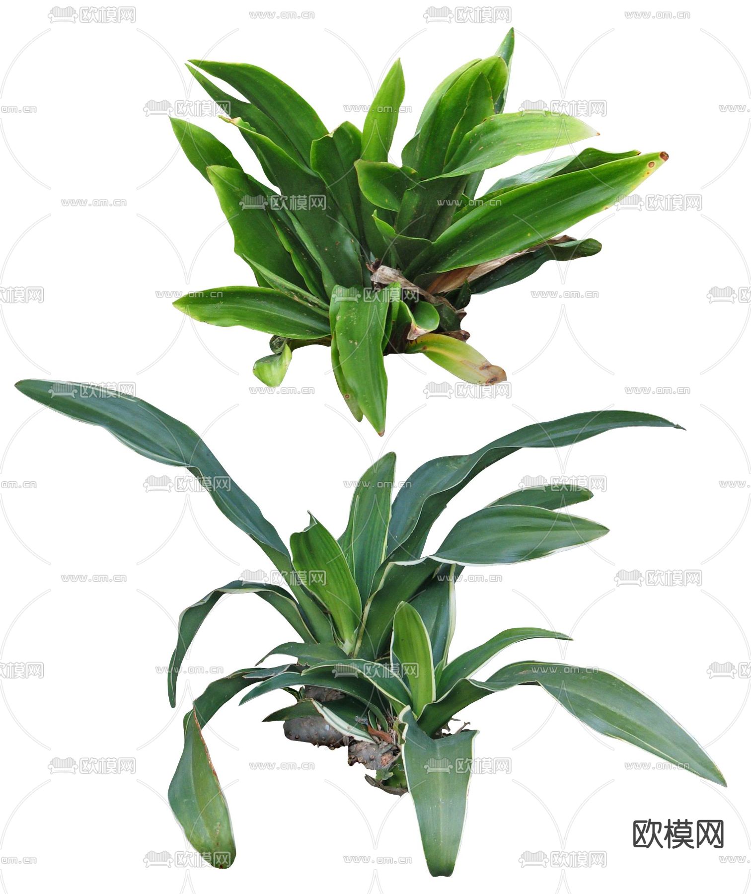 现代灌木绿植植物psd