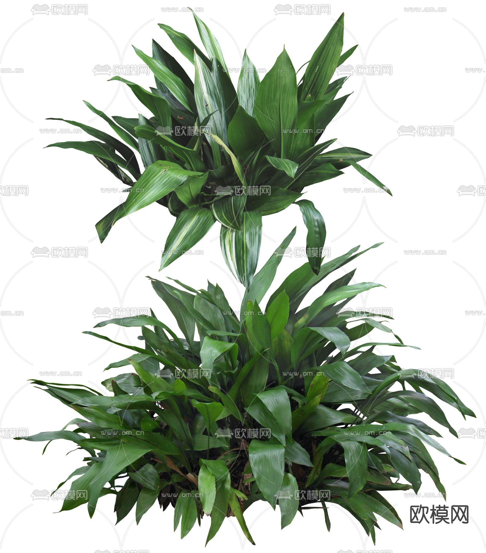 现代灌木绿植植物psd下载