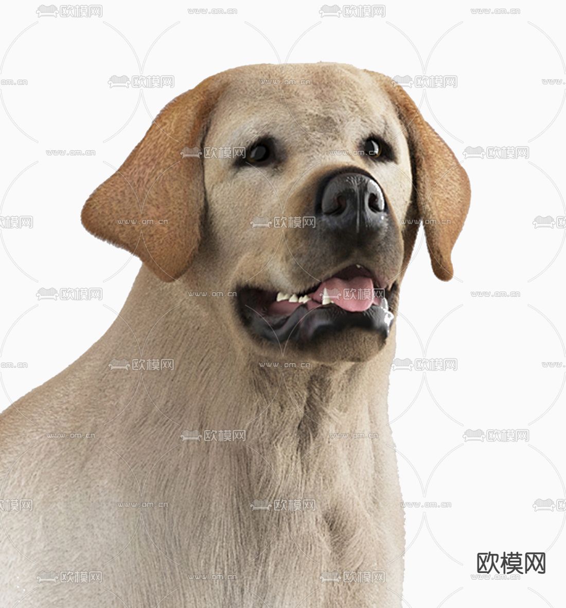 现代拉布拉多动物狗3d模型下载（渲染图3）