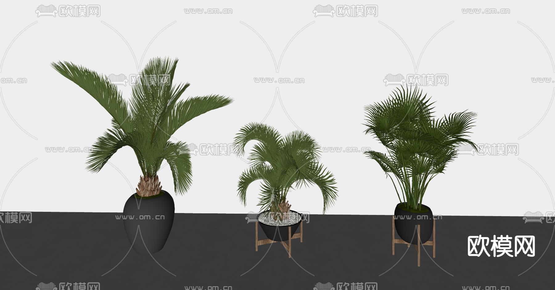 现代散尾葵盆栽su模型下载（渲染图2）