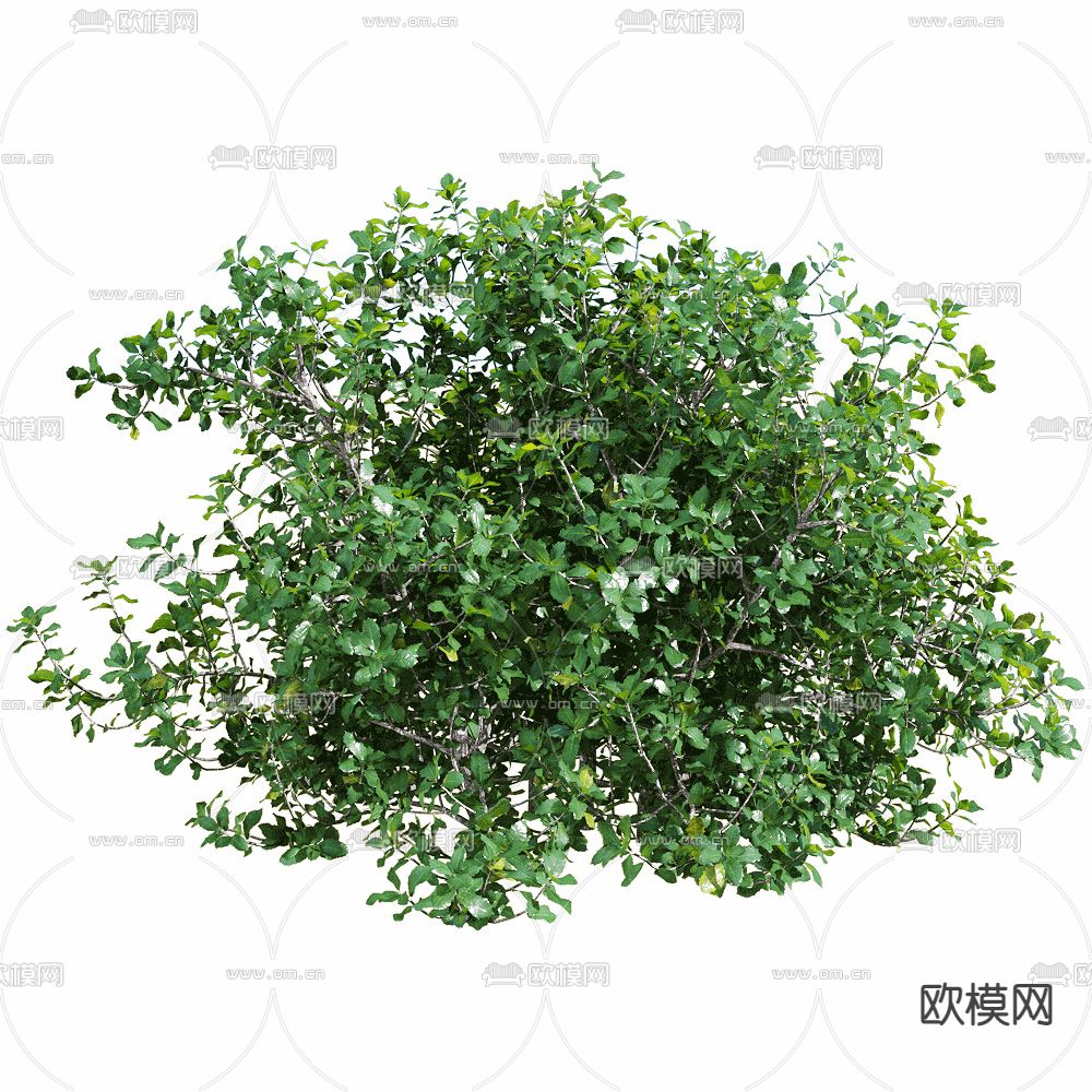 现代灌木 绿植3d模型下载