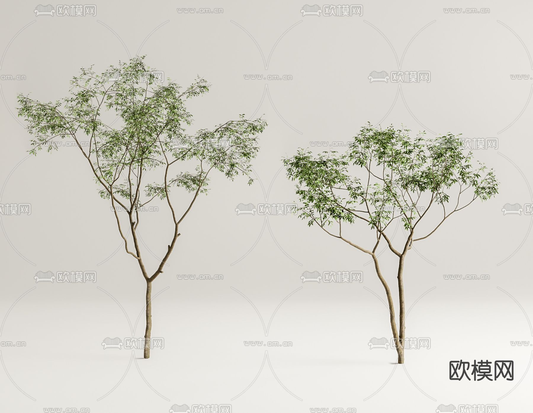 现代景观树su模型下载（渲染图1）