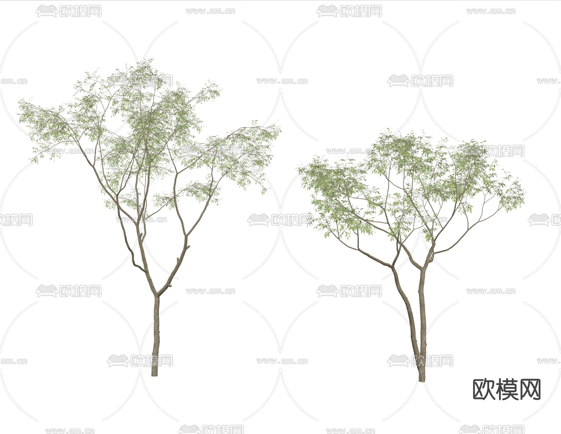 现代景观树su模型下载（渲染图2）