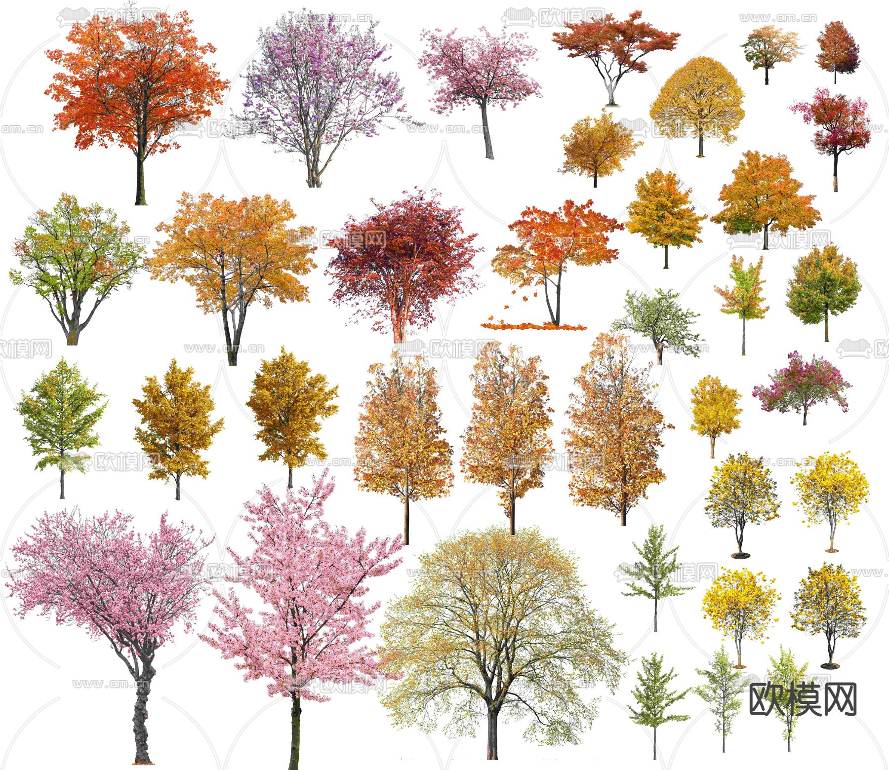 现代枫树枯树景观树psd下载