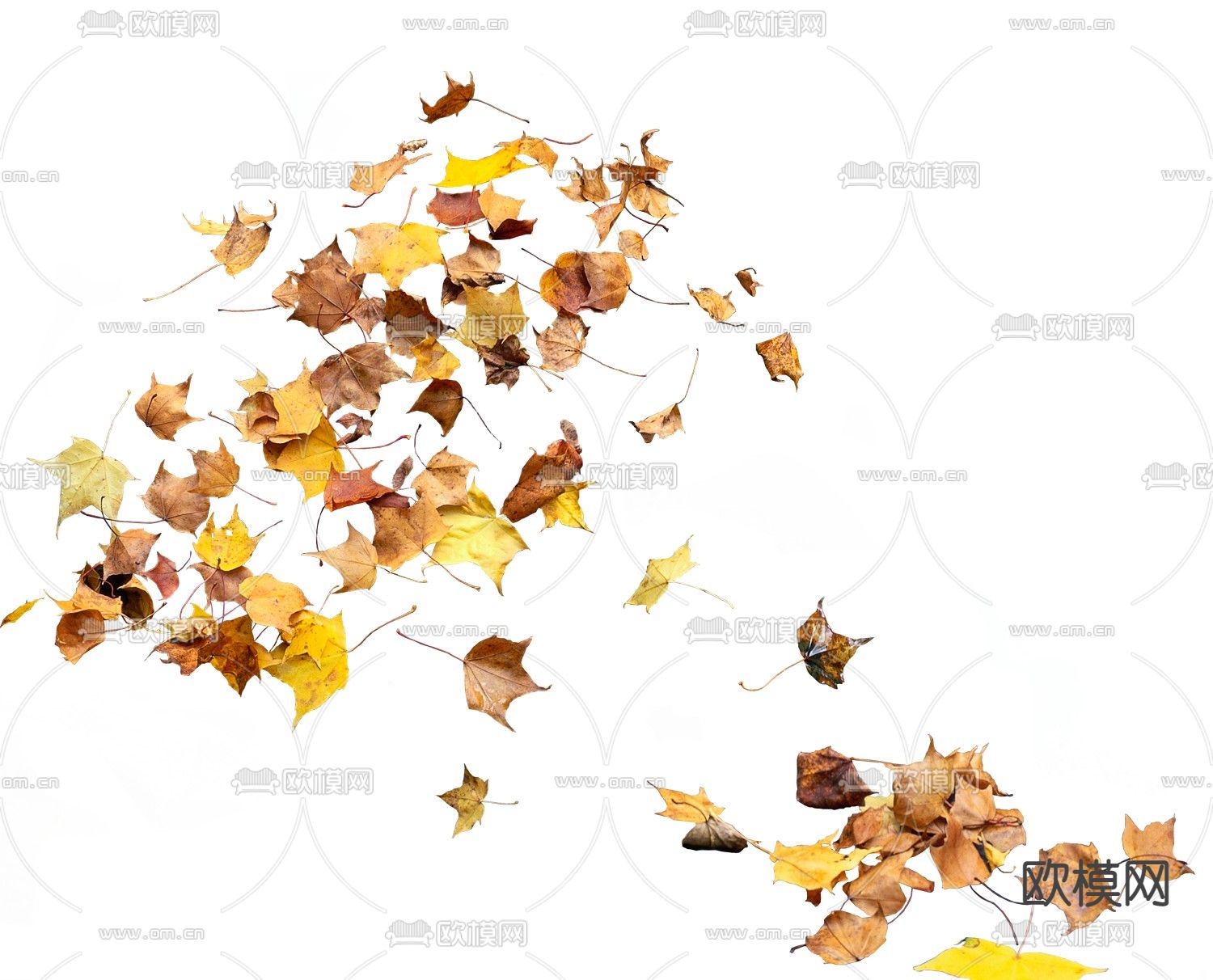 现代枫树落叶psd下载