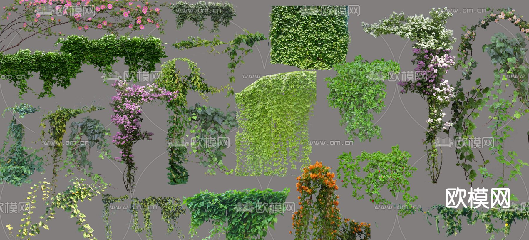 现代藤蔓花卉绿植psd下载