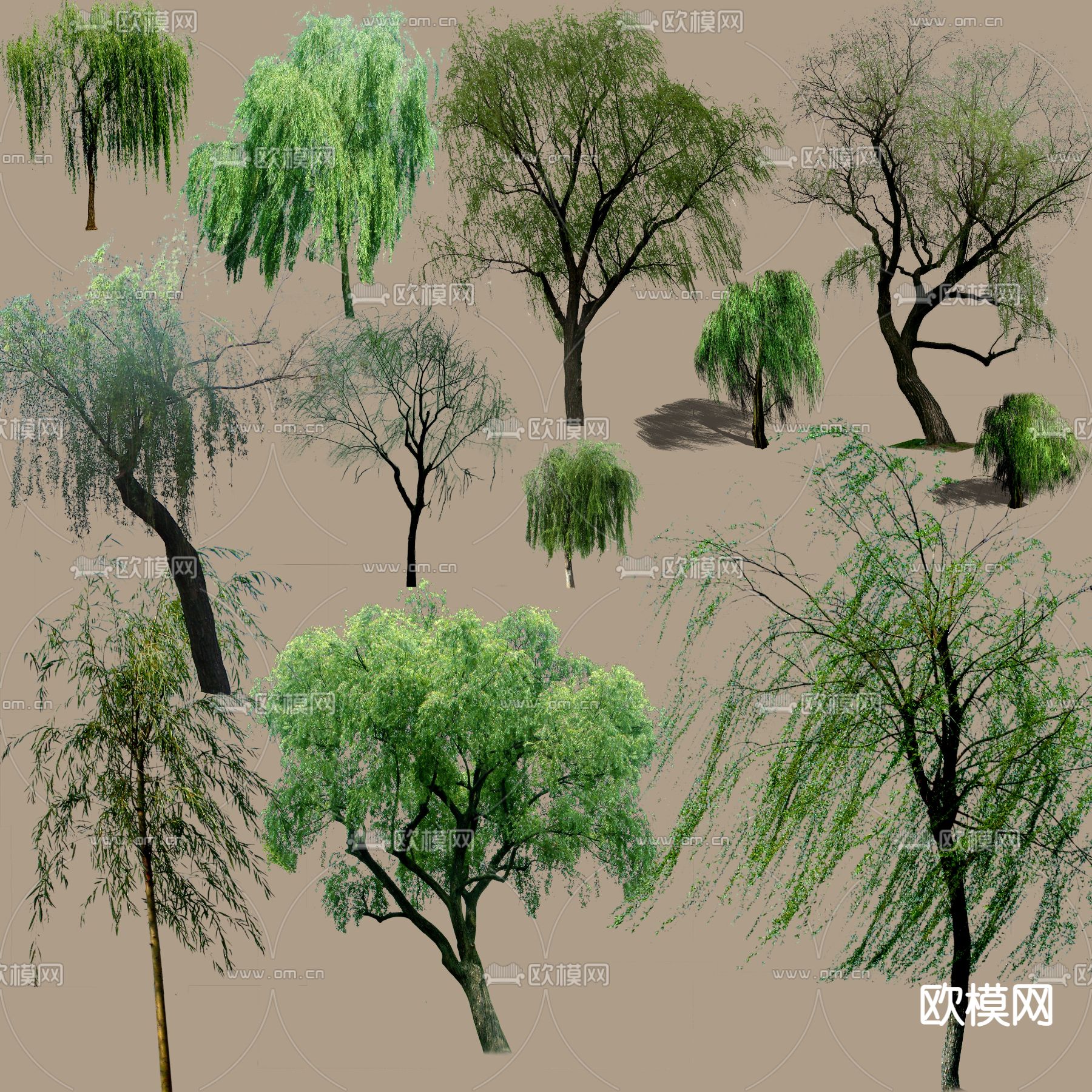 现代柳树景观树psd下载