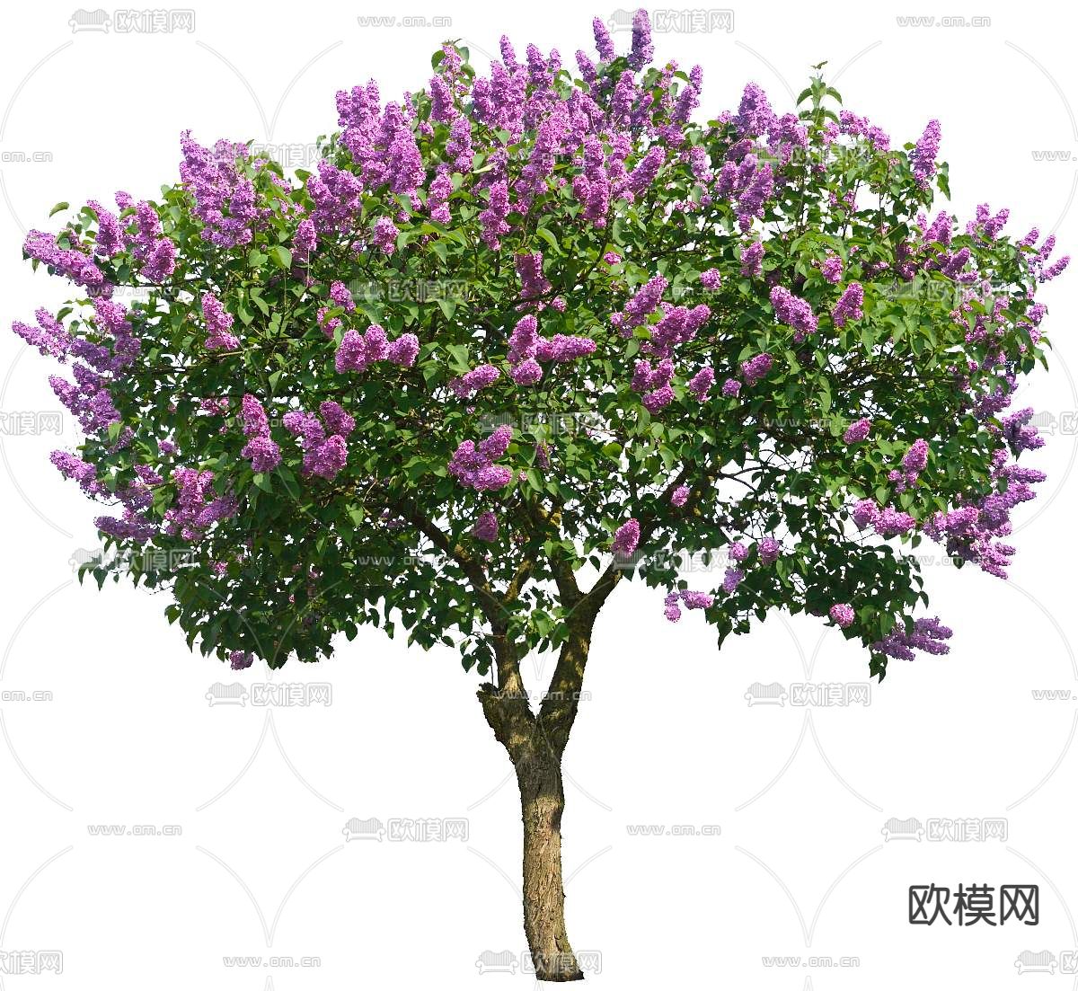 现代大树树木景观树psd下载_ID12144725_3dmax免费模型-欧模网
