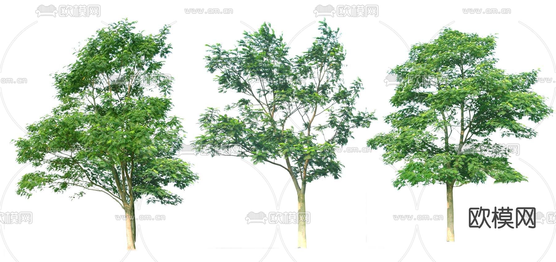 现代大树树木景观树psd下载_ID12146262_3dmax免费模型-欧模网