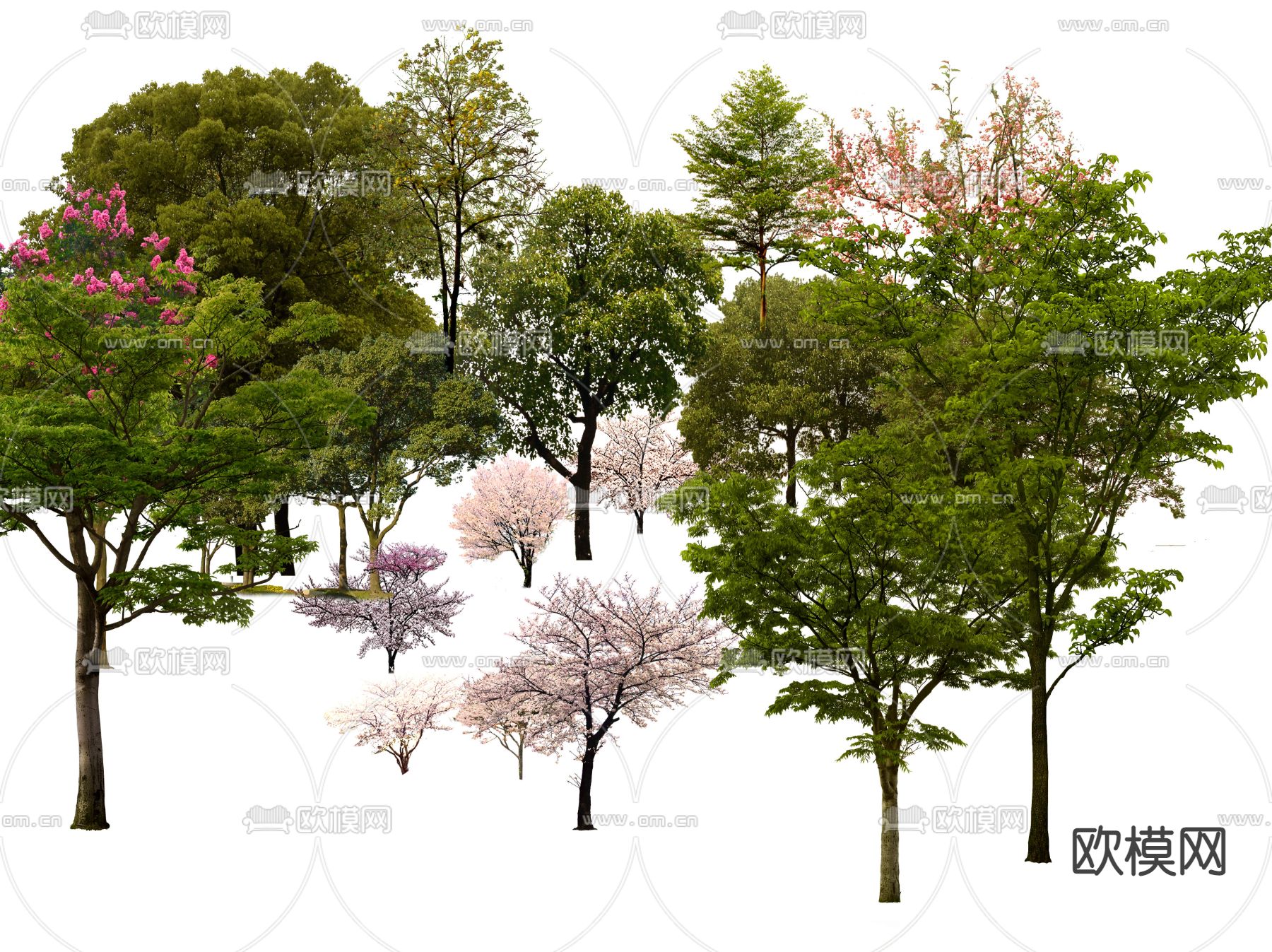 现代枫树樱花树景观树psd下载