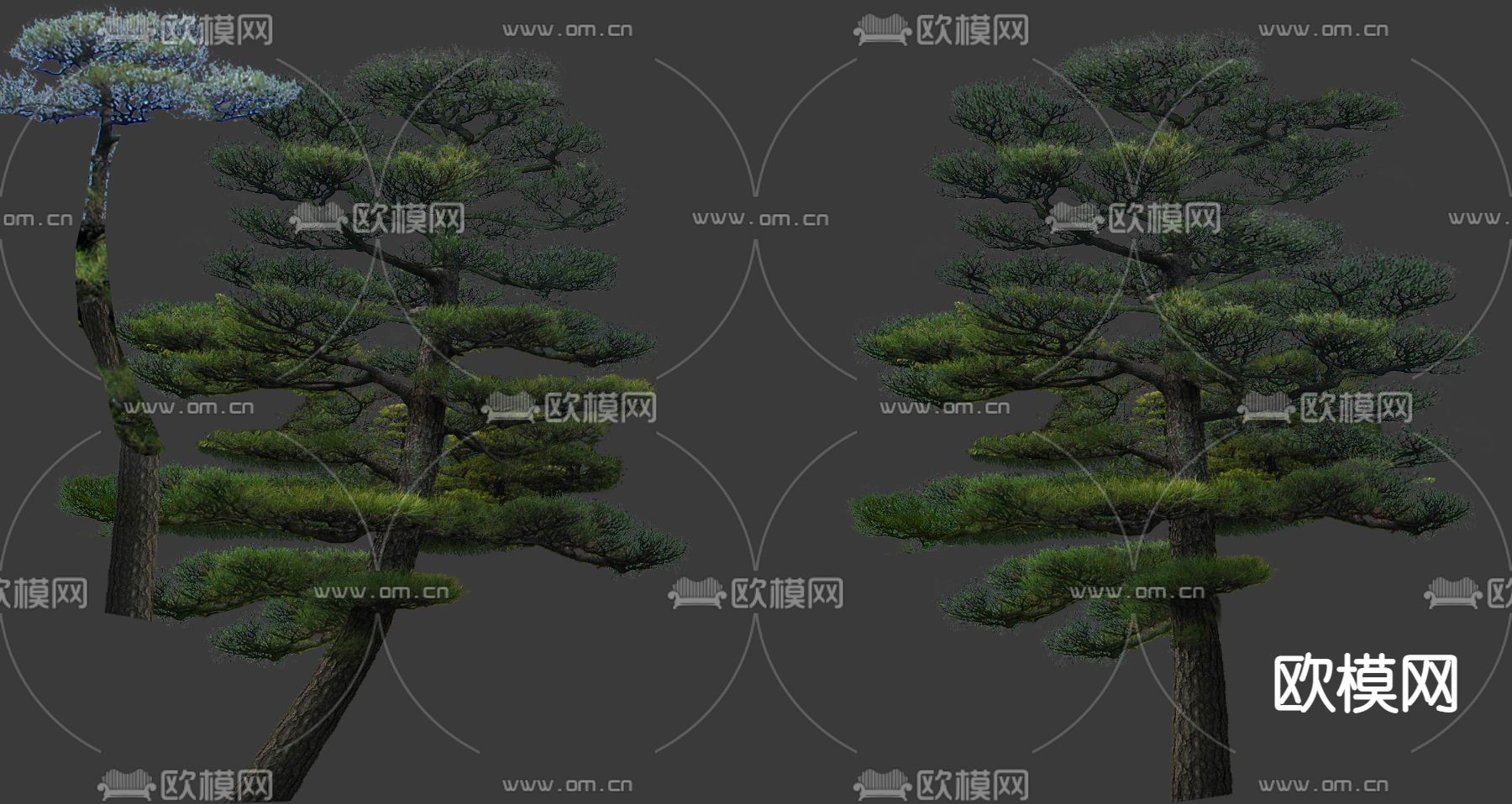 现代松树景观树大树psd下载