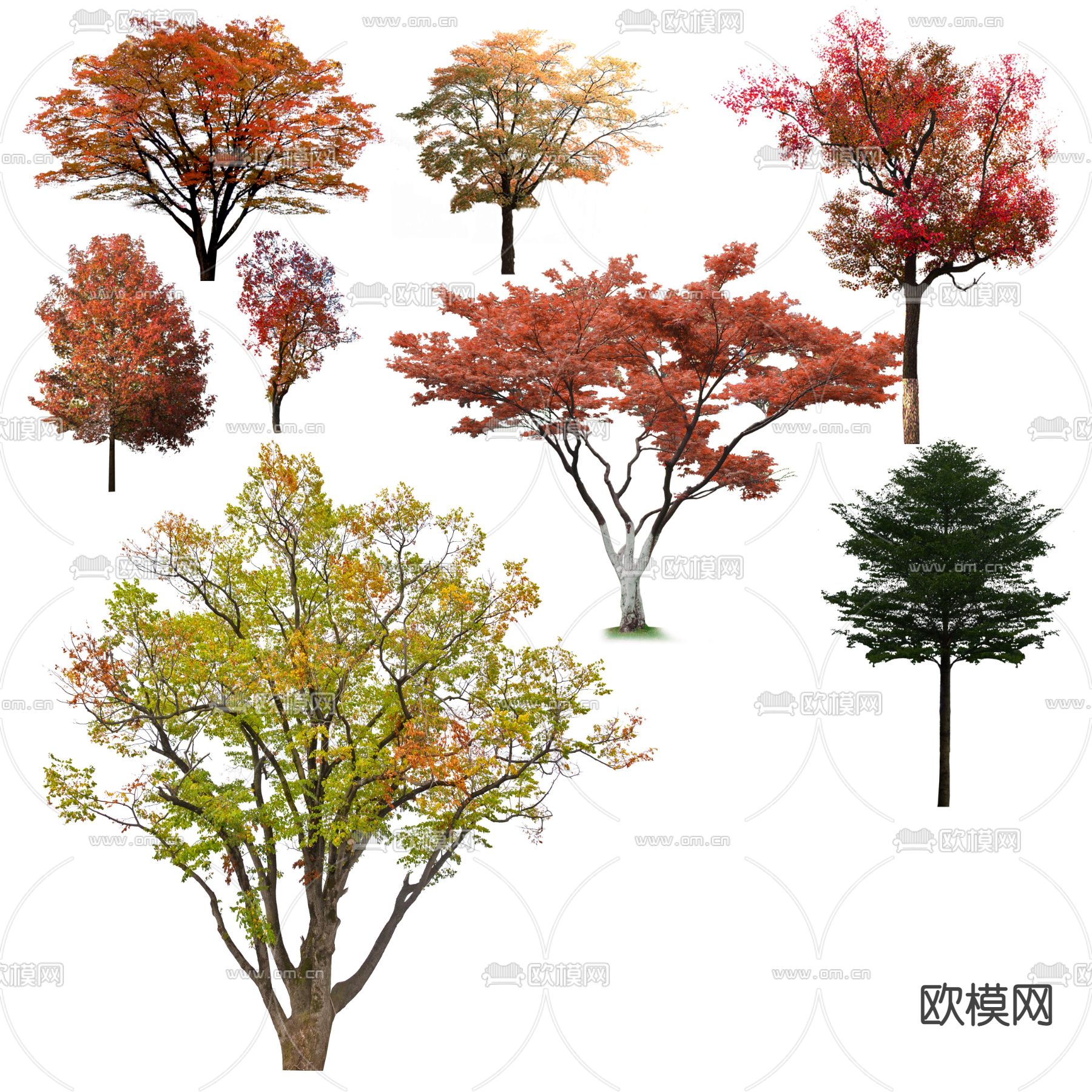 现代枫树景观树psd下载