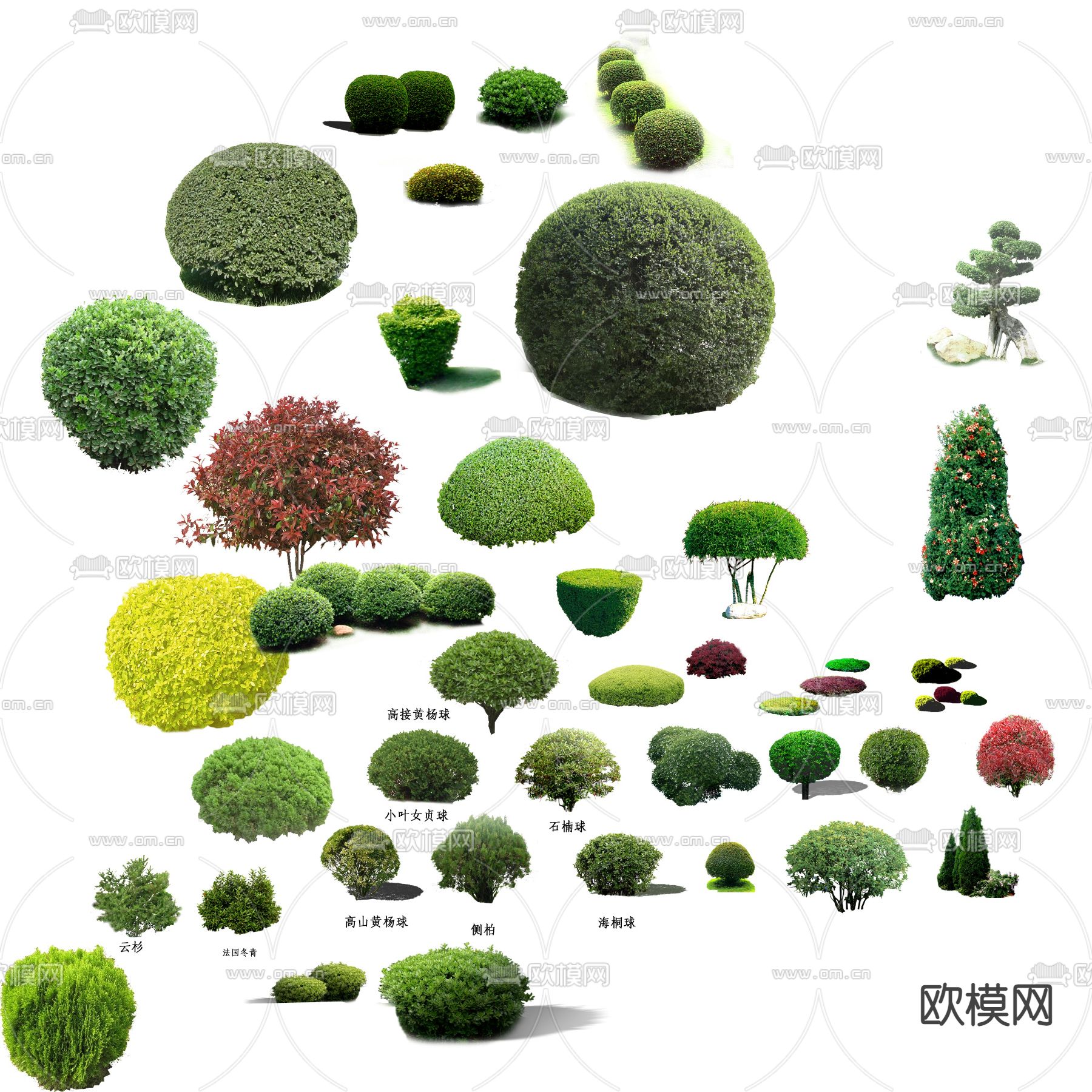 现代灌木球景观树psd下载