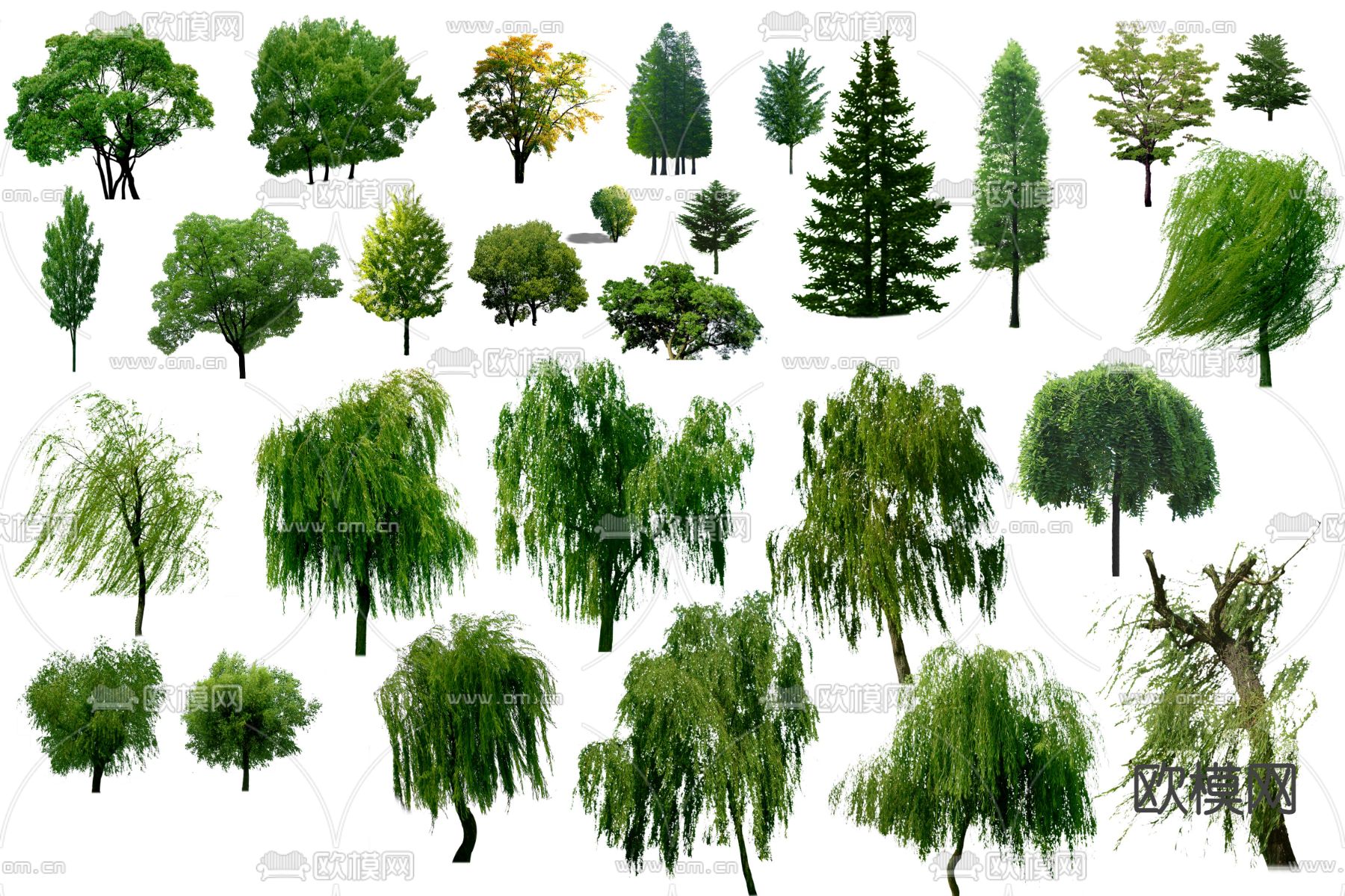 现代柳树景观树psd下载