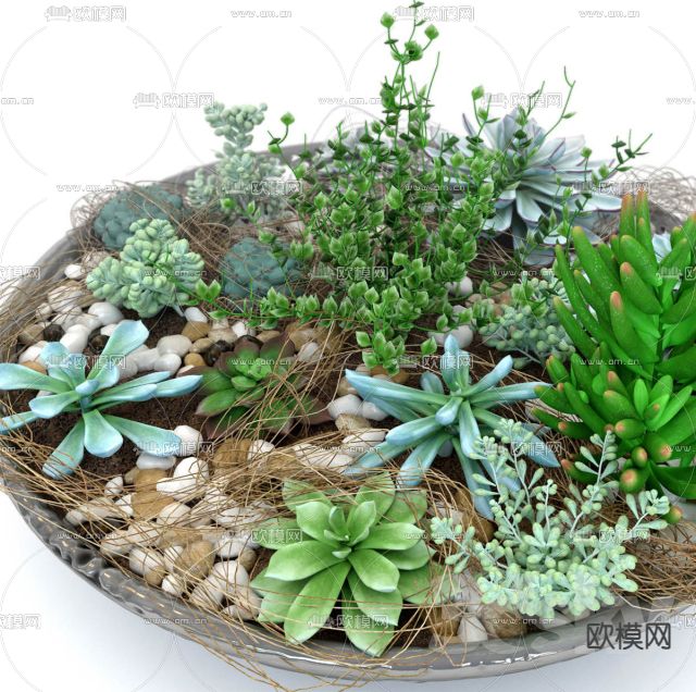 现代多肉盆栽免费3d模型下载（渲染图1）