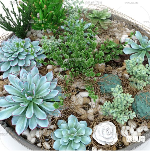 现代多肉盆栽免费3d模型下载（渲染图2）