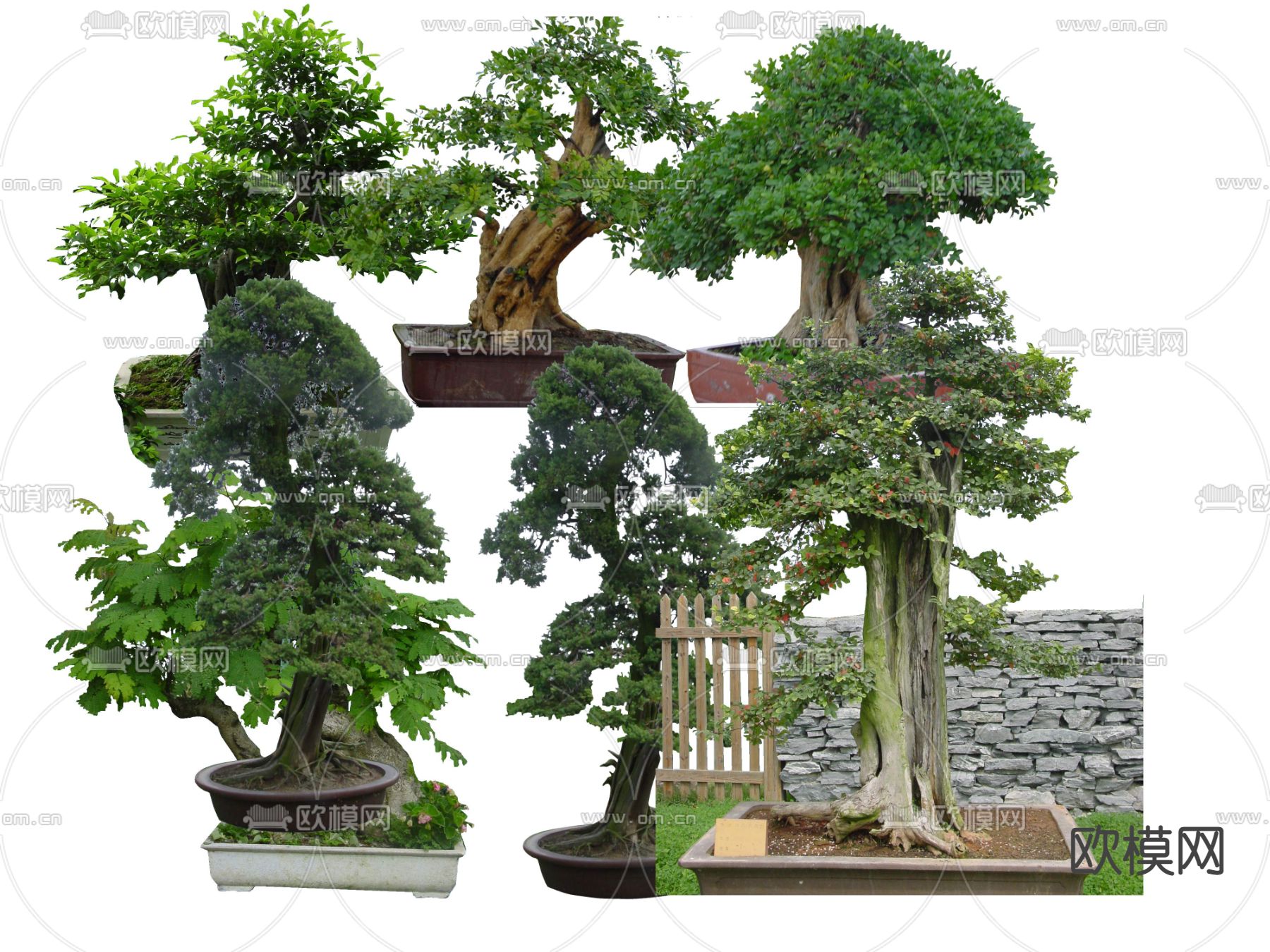 现代大树景观树花坛树psd下载