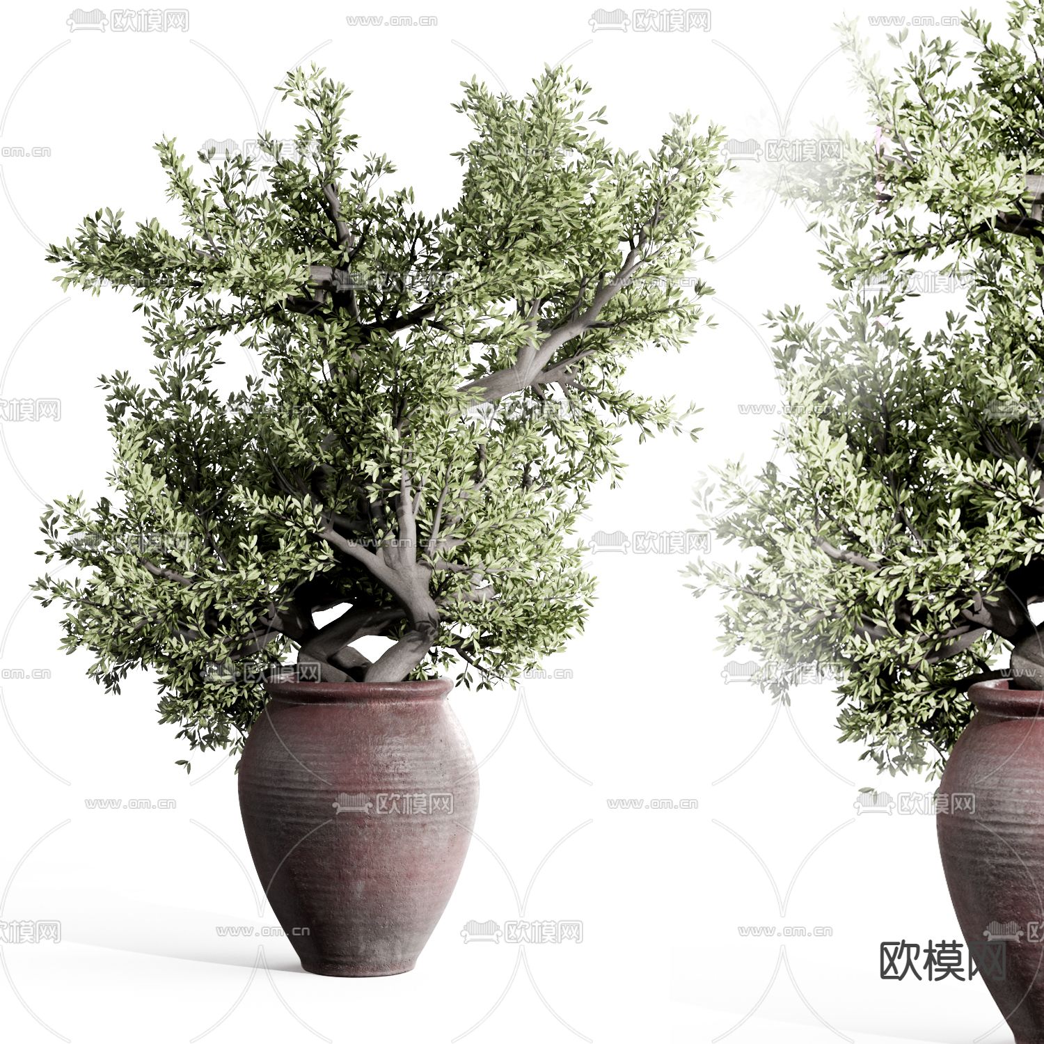 现代植物盆栽 盆景3d模型下载_ID12155796_3dmax免费模型-欧模网