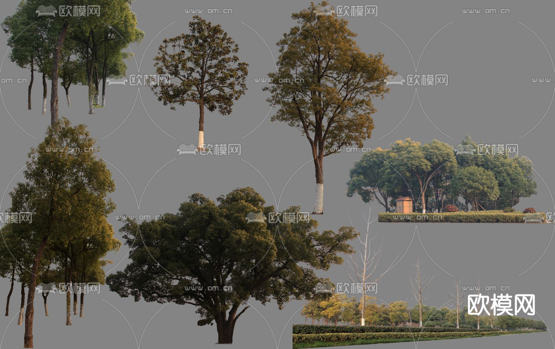 现代大树树木景观树psd下载_ID12157073_3dmax免费模型-欧模网