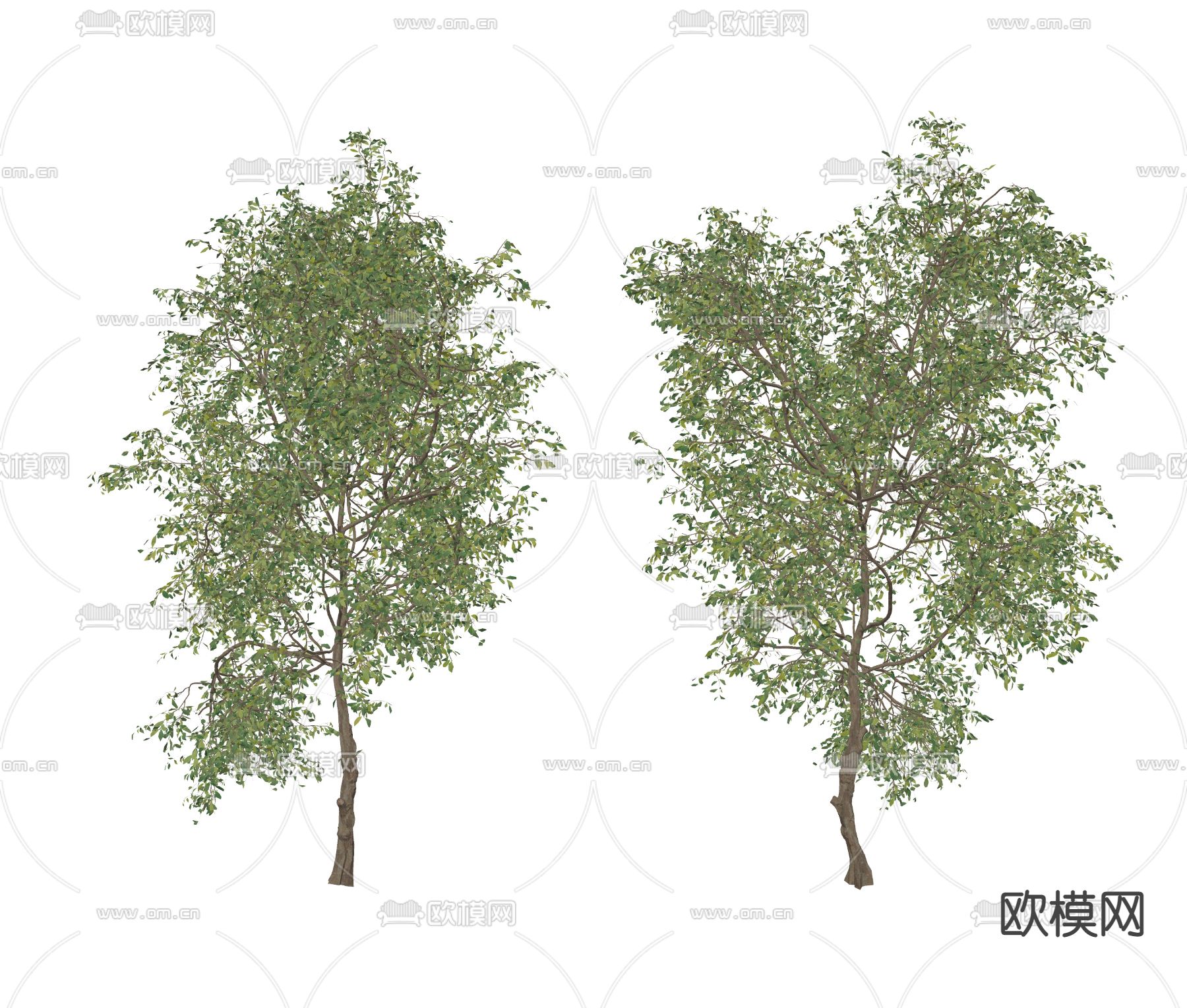 现代景观树su模型