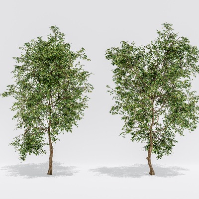 现代景观树su模型