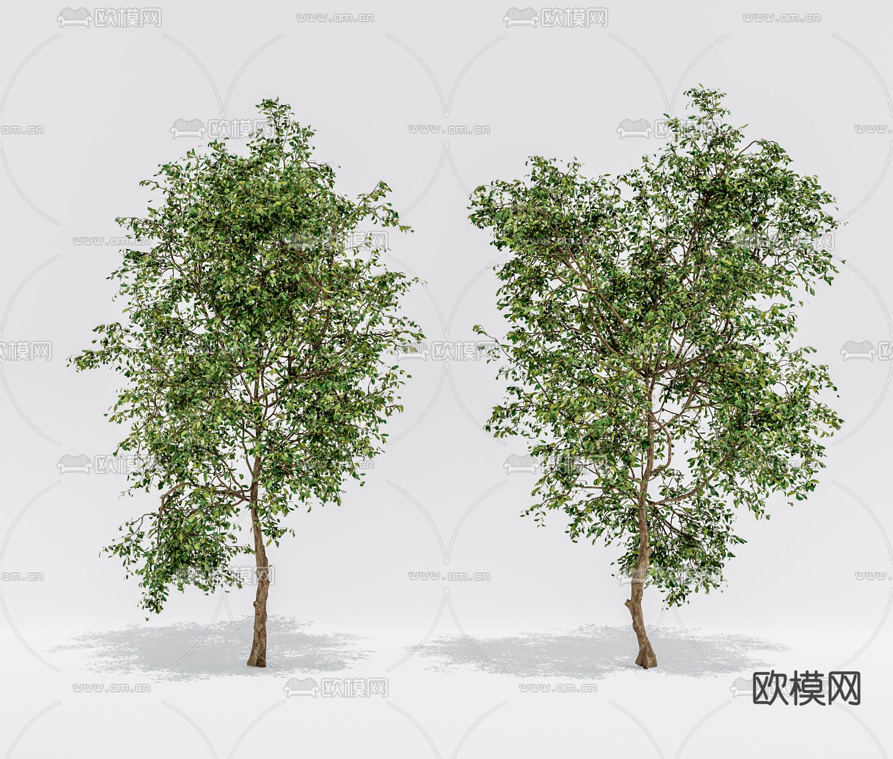 现代景观树su模型