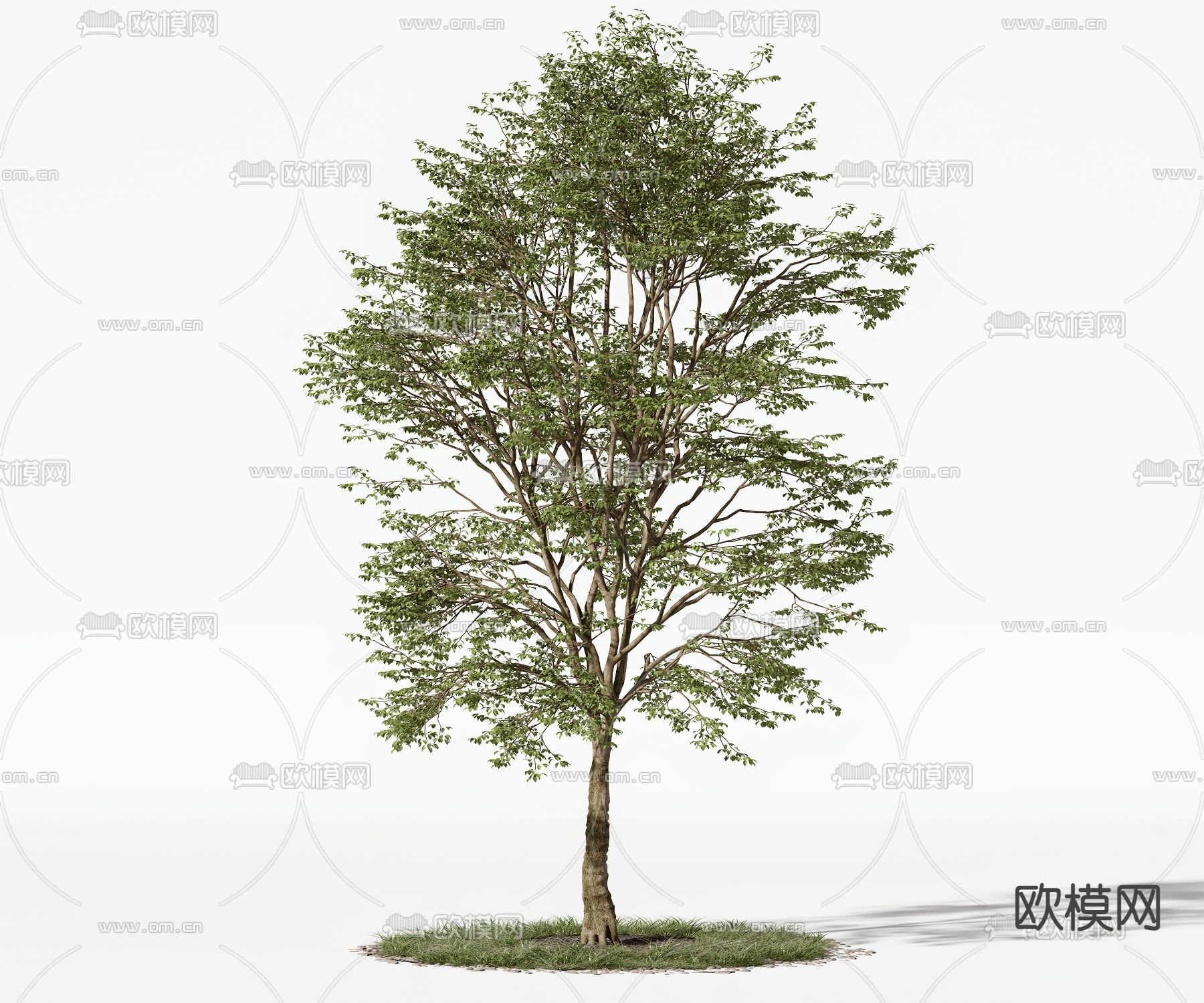 现代景观树 树木3d模型下载