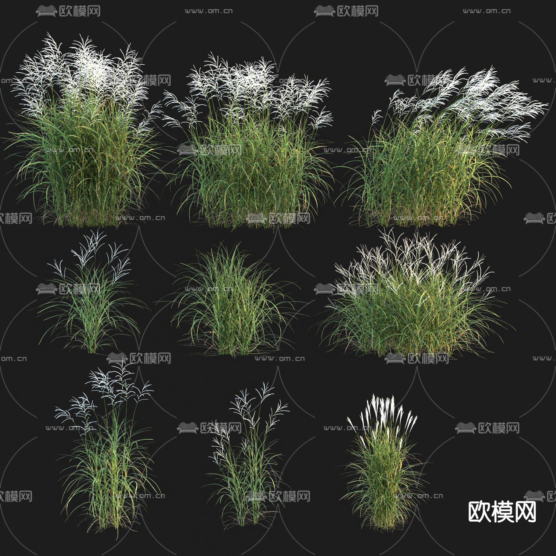 现代草芒 草芦苇绿植3d模型下载_ID12160095_3dmax免费模型-欧模网