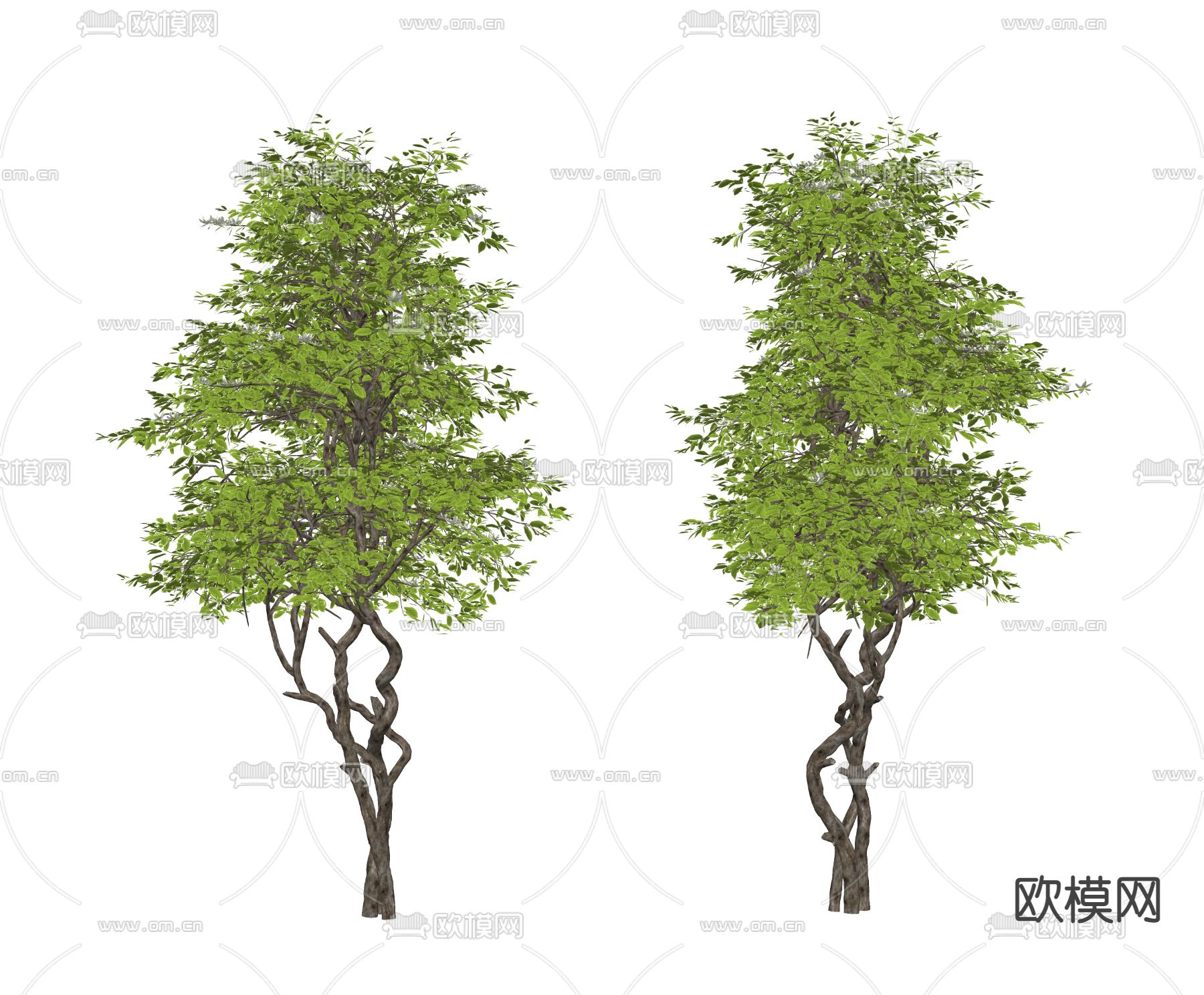 现代景观树su模型下载（渲染图2）
