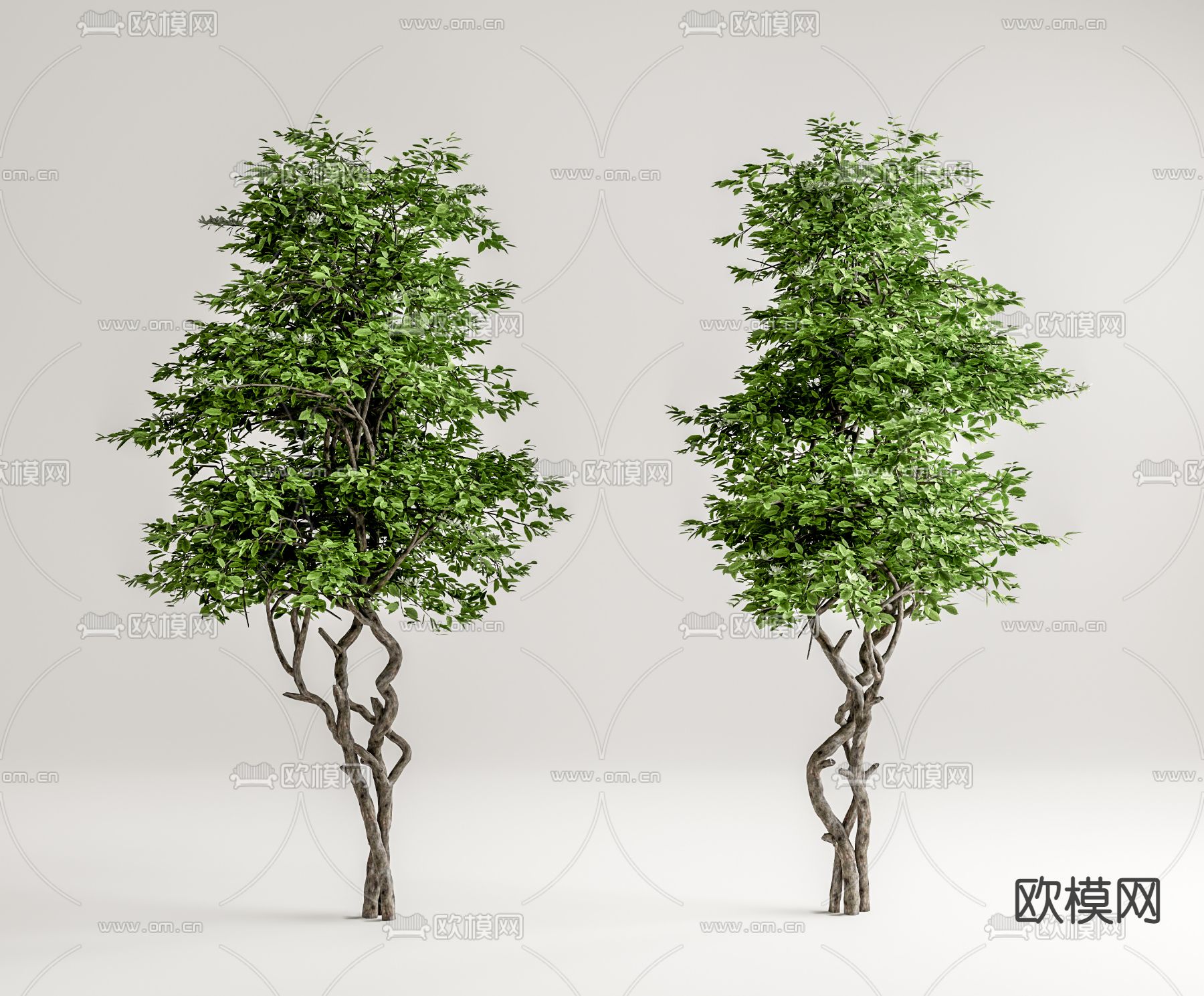现代景观树su模型下载（渲染图1）
