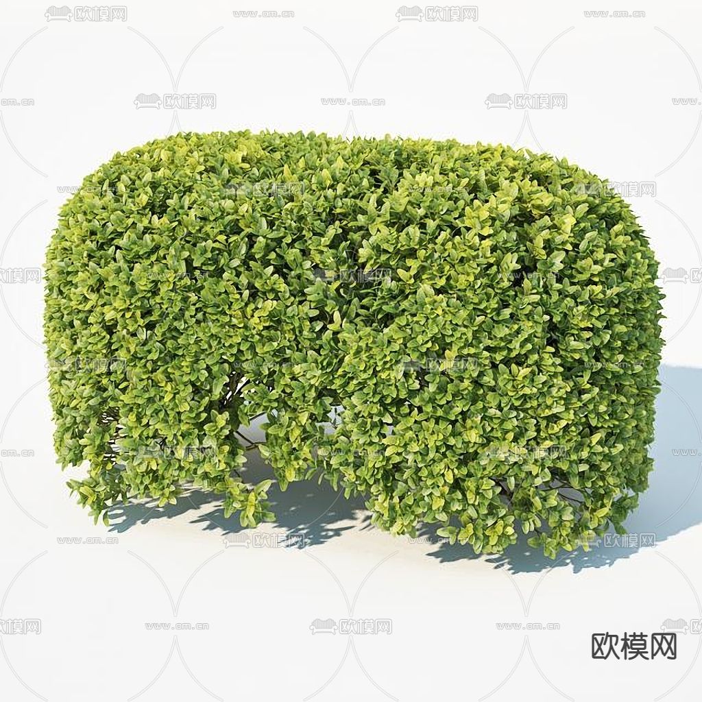 绿篱 灌木3d模型下载（渲染图2）