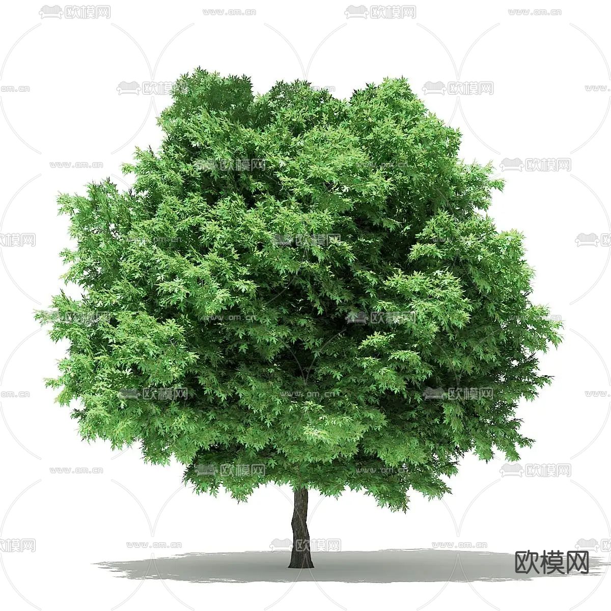现代银枫免费3d模型下载_ID12174840_3dmax免费模型-欧模网