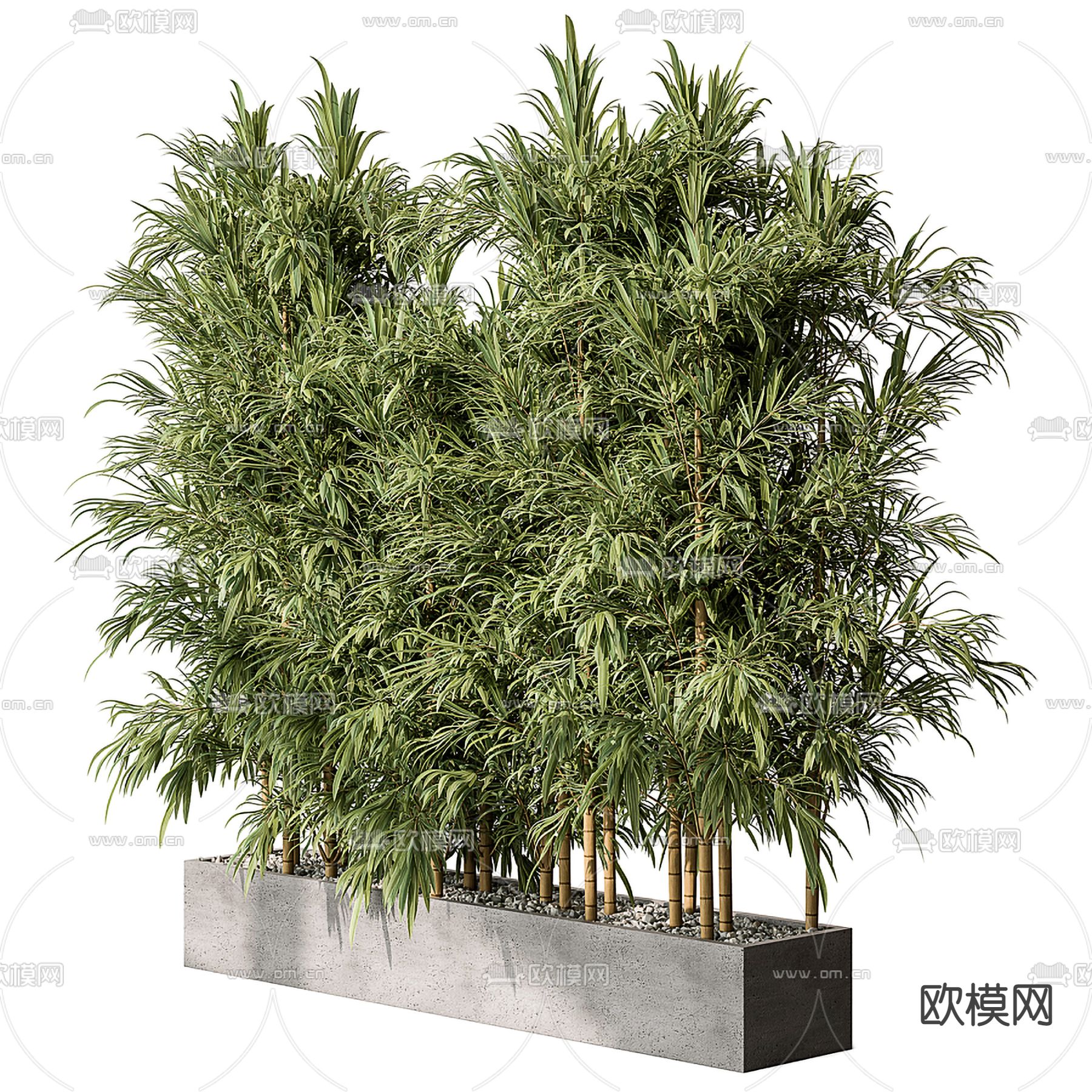 竹子盆栽 盆景3d模型