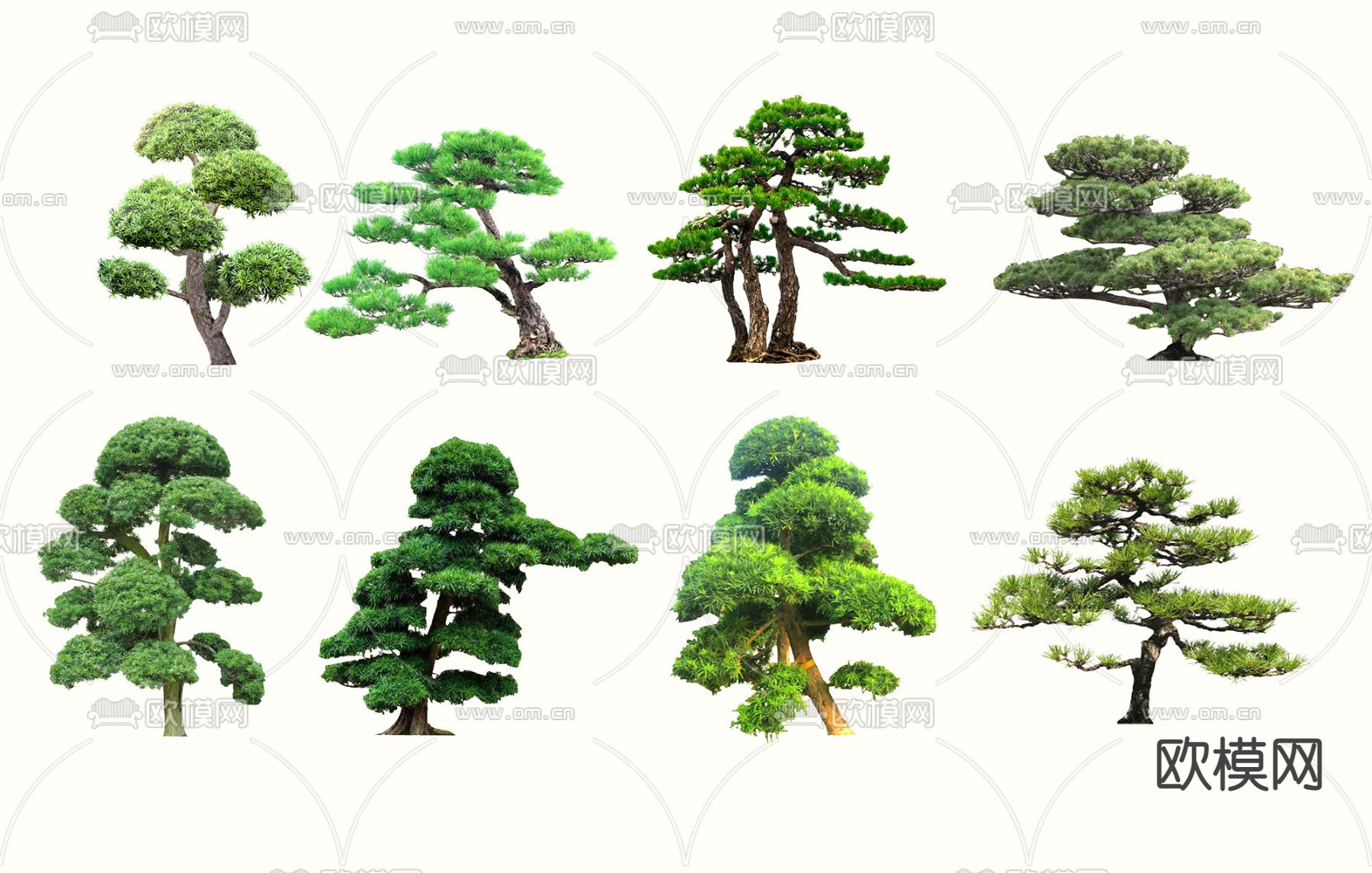 松树种类及图片介绍 _排行榜大全