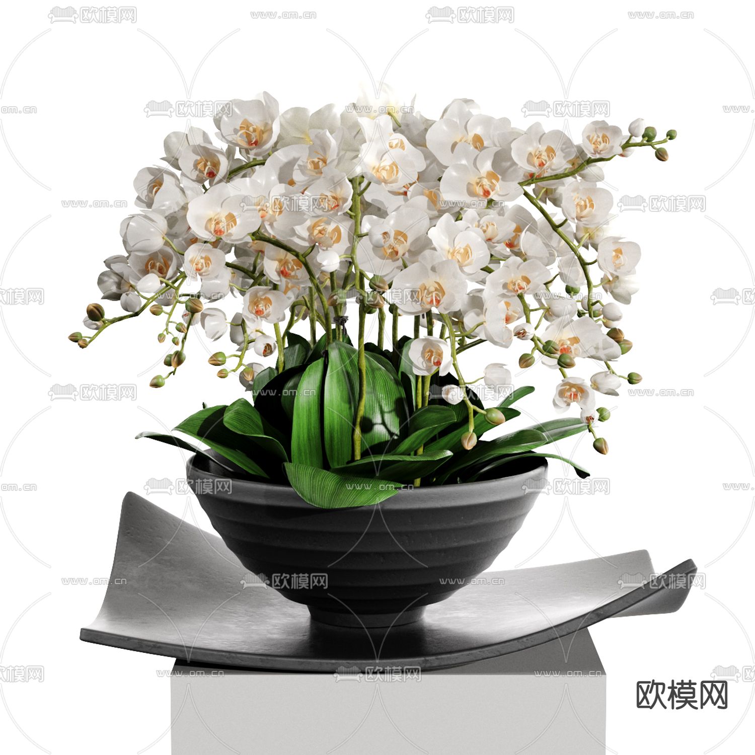 现代蝴蝶兰 花卉 盆栽3d模型下载