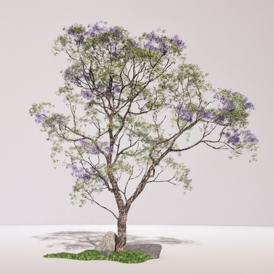  蓝花楹 景观树 树木su模型 