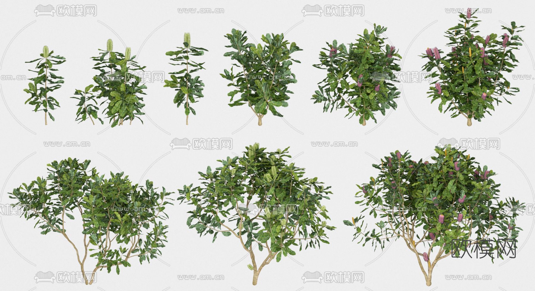 现代花草3d模型下载