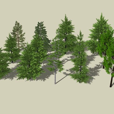  乔木 松树 杉树su模型 