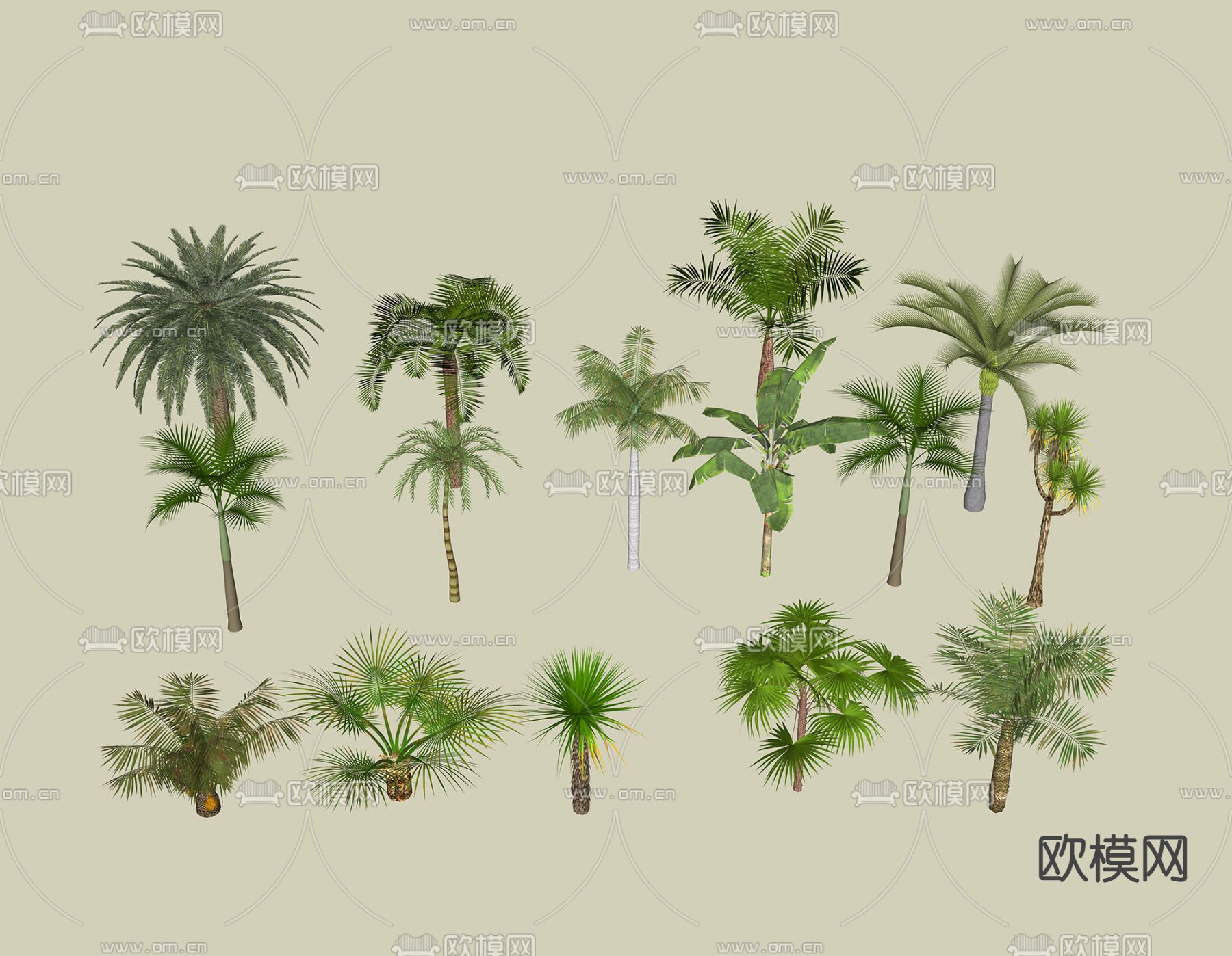 椰子树 热带绿植su模型下载（渲染图2）