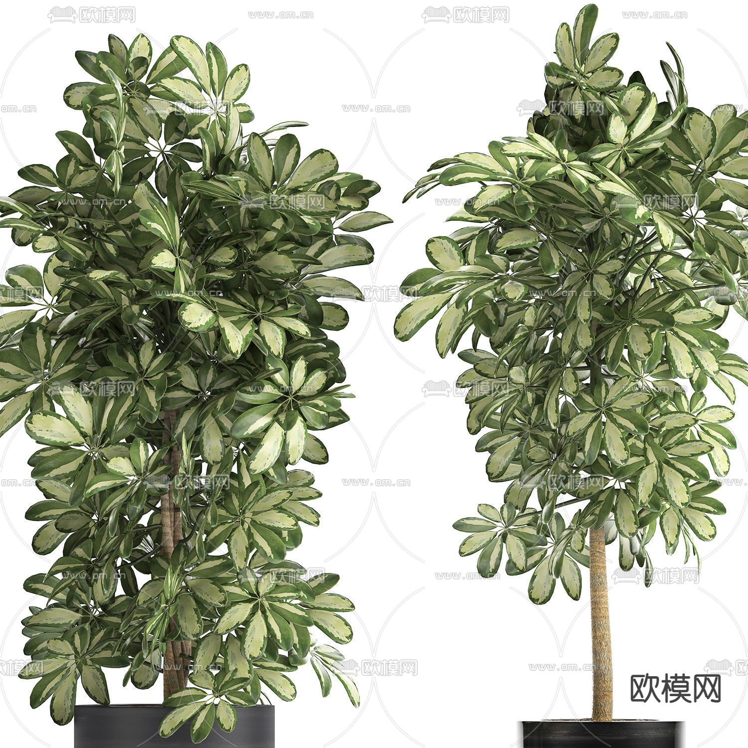 现代绿植盆栽 盆景3d模型下载（渲染图2）