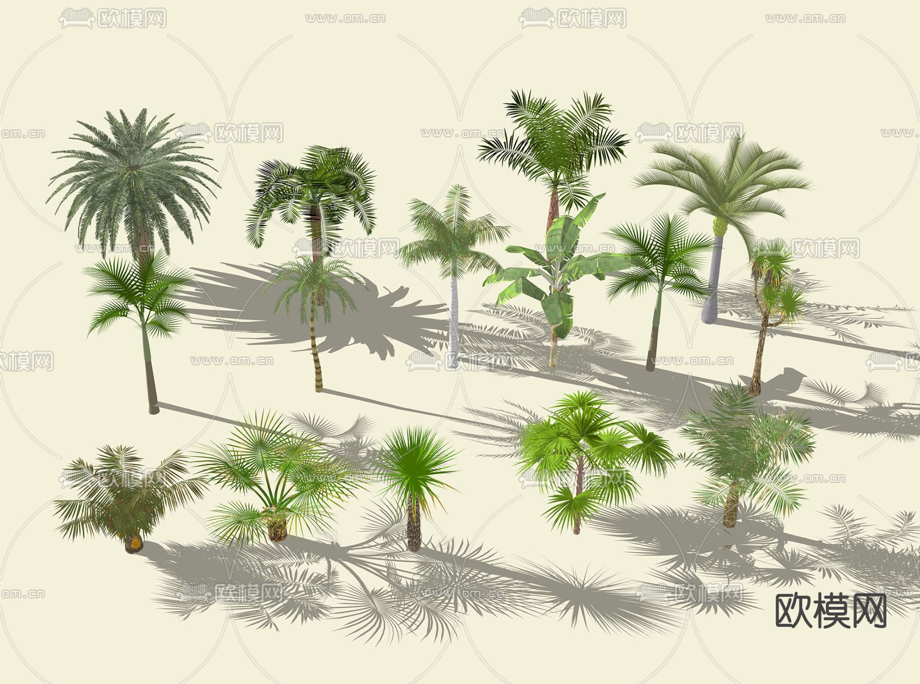 椰子树 热带绿植su模型下载（渲染图1）