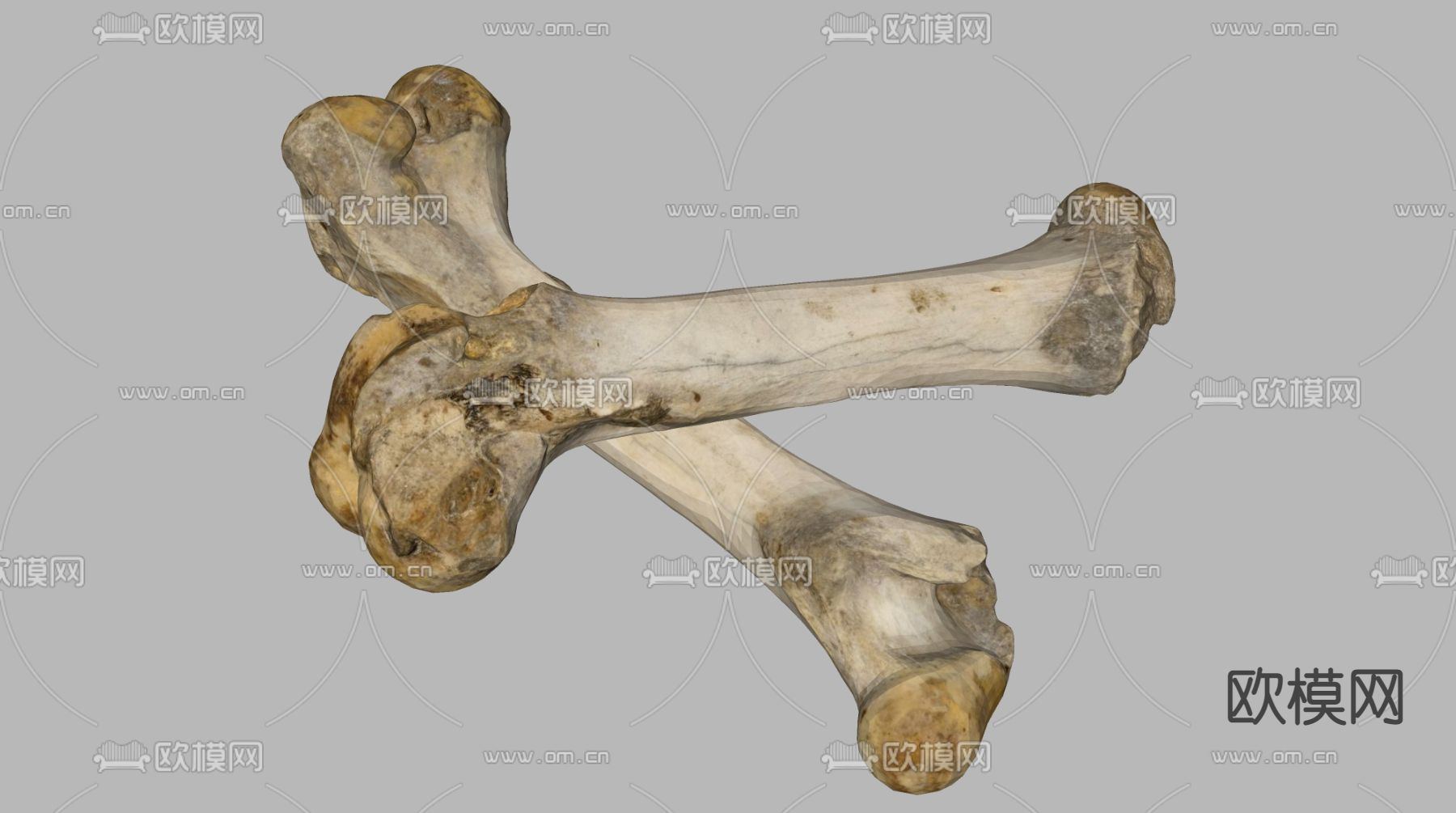 骨头 羊骨头su模型下载（渲染图2）