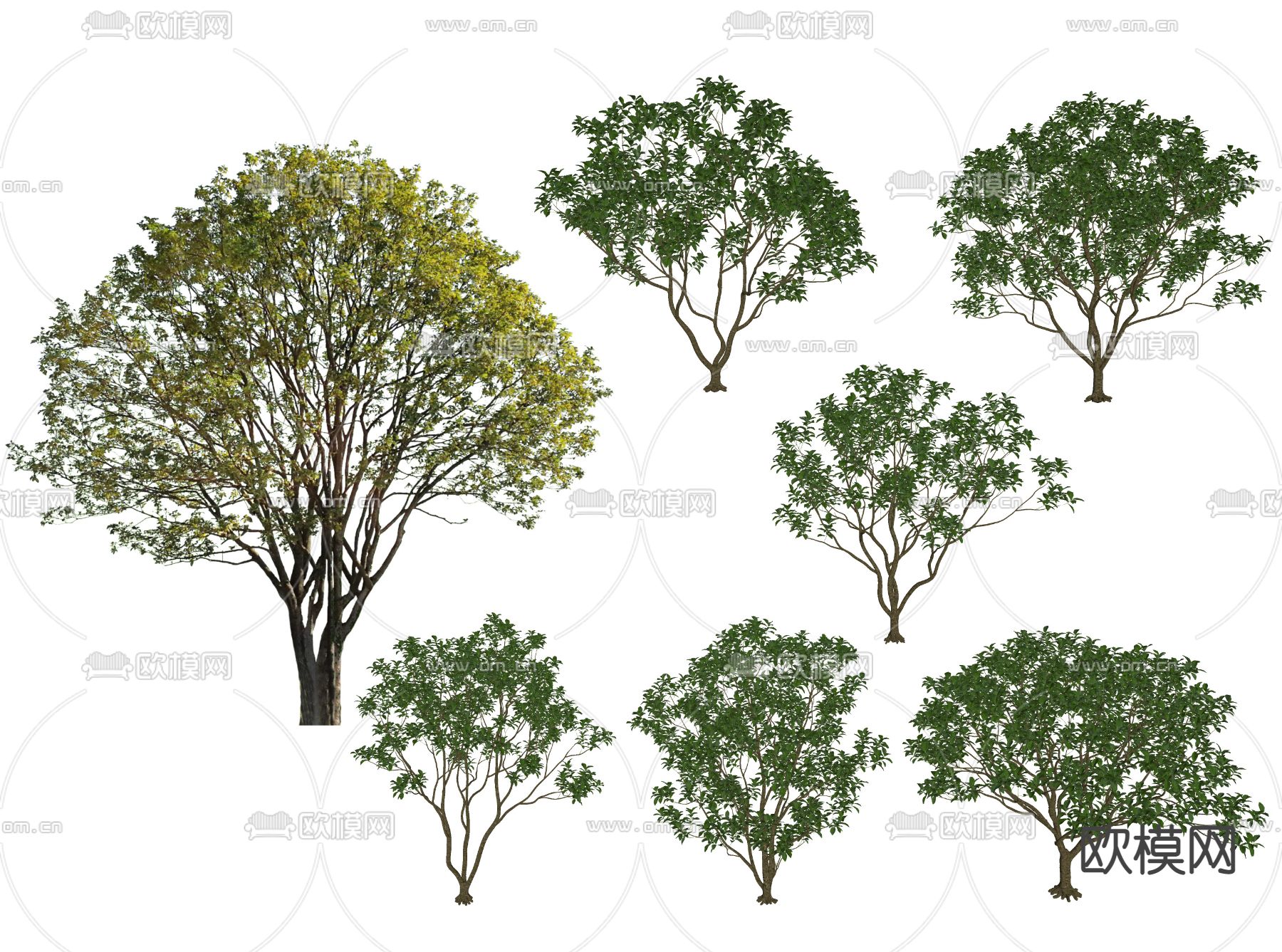 现代桂花树su模型下载