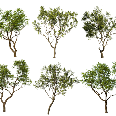  现代乌桕树su模型 