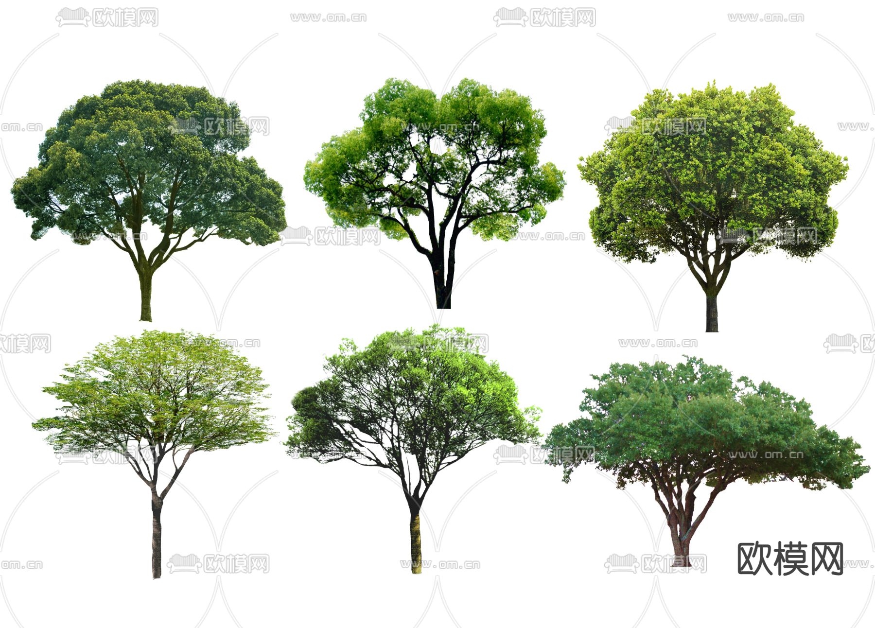 2D桂花树su模型下载