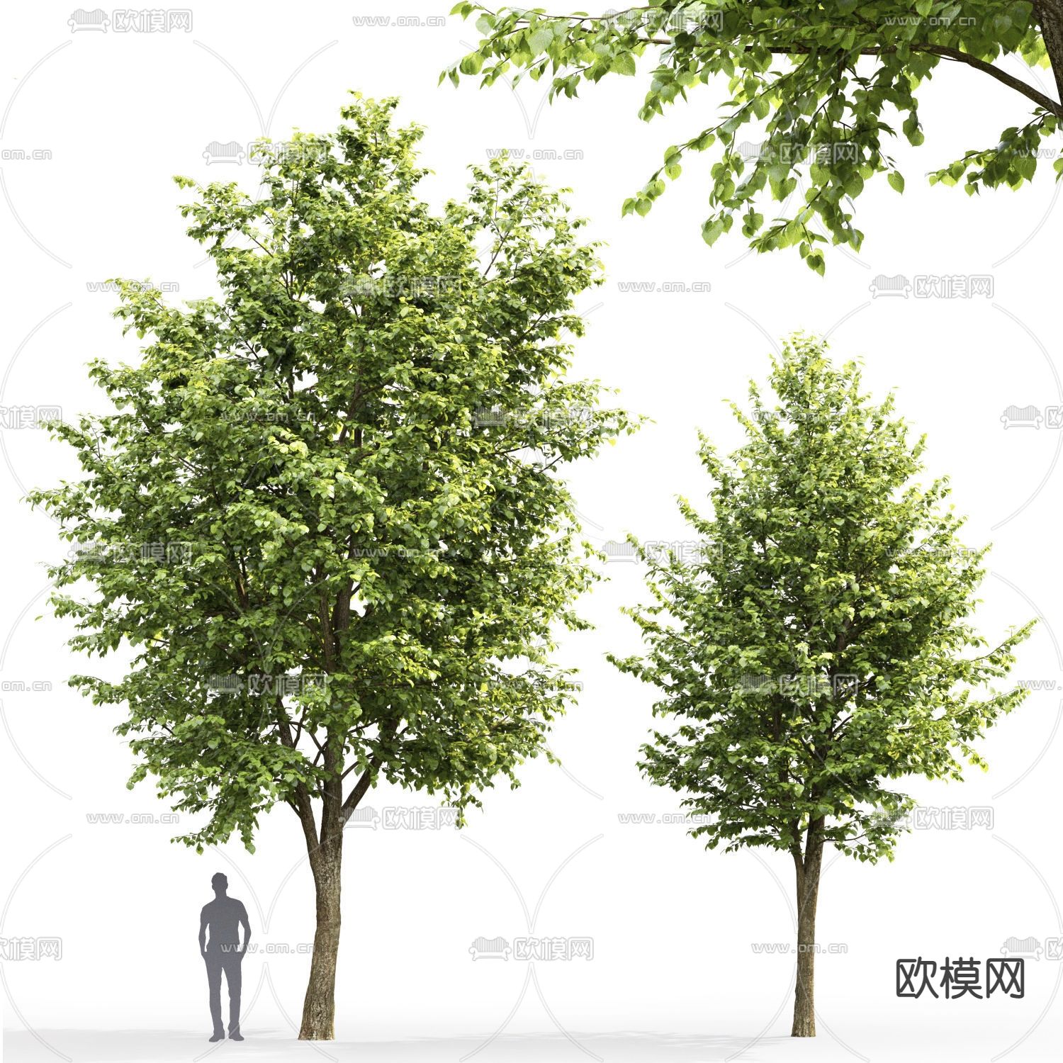 行道树 景观树 大树3d模型下载