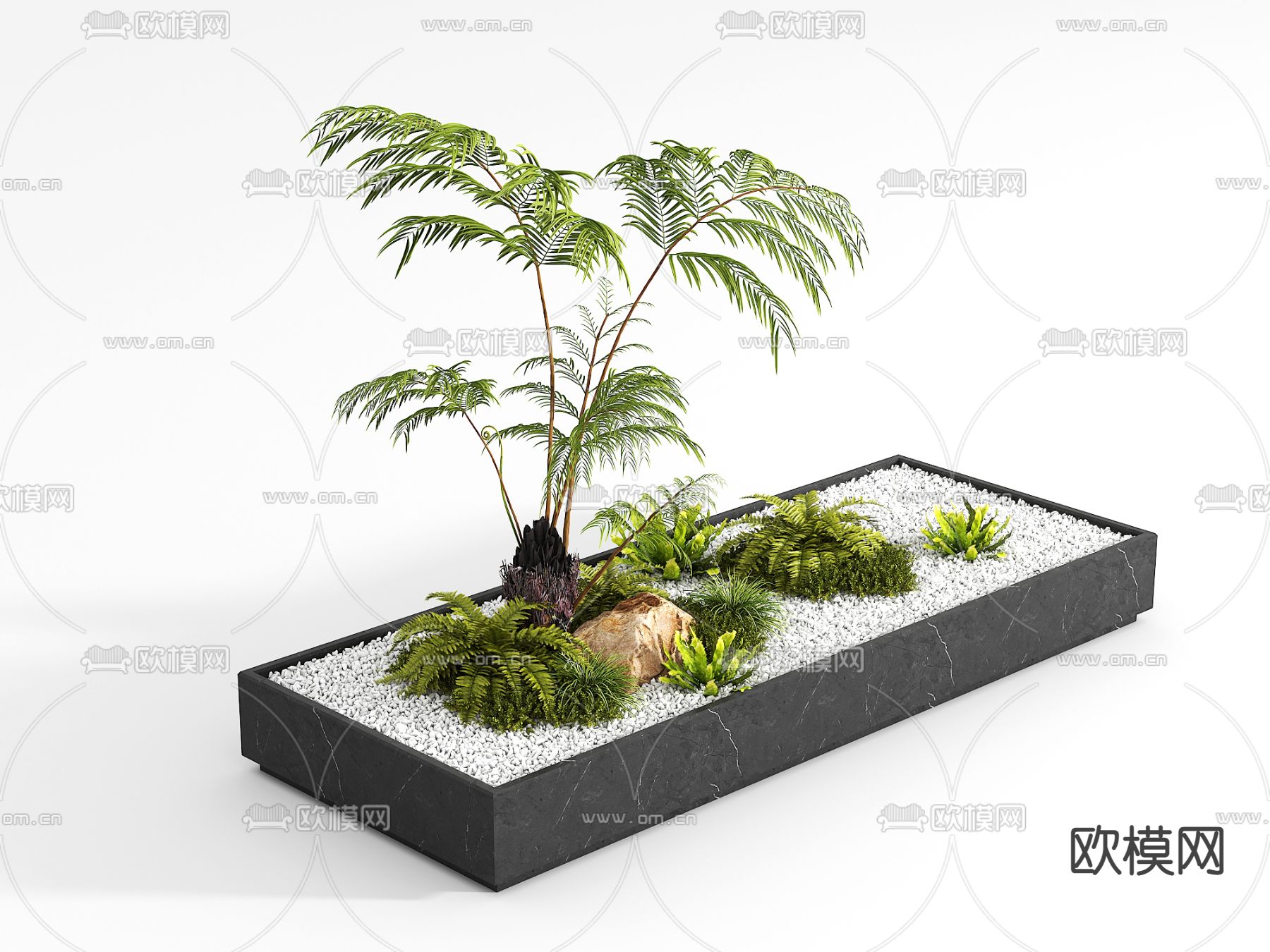 蕨类植物 花坛盆栽3d模型下载