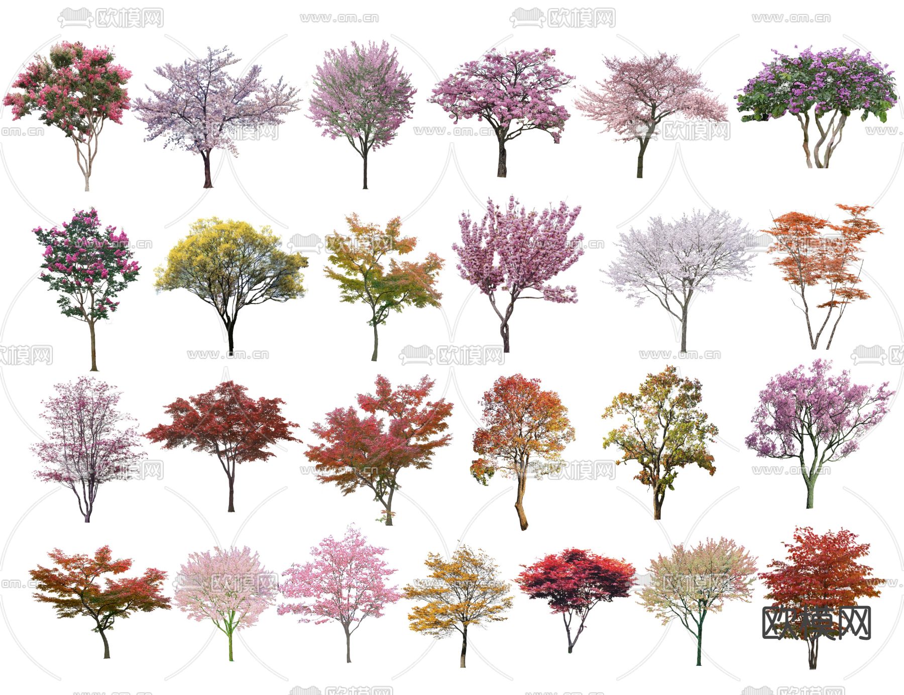 现代樱花树su模型