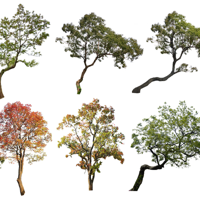  现代乌桕树2d组件su模型 