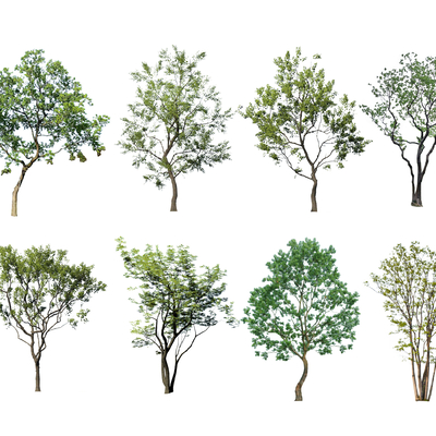  现代朴树景观树2d组件su模型 